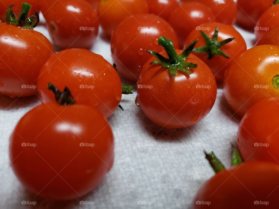 Tomato harvest 10