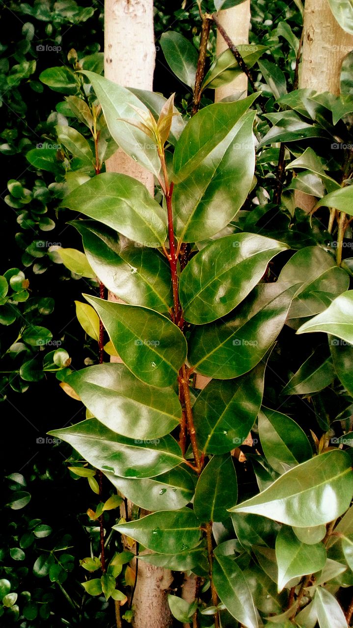 Beautiful nature with many leaves and branch in sunny day
