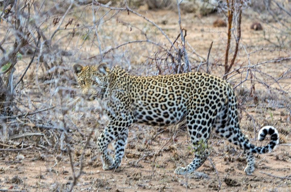 Lurking leopard 