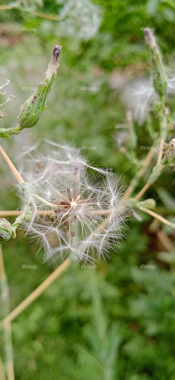 Taraxacum officinalis, the dandelion or common dandelion, it is a flowering herbaceous perennial plant of the dandelion genus in the family asteraceae, shoot at thu, 20 apr, 2023, 5:45 pm, lucknow india.