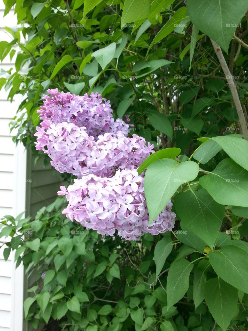 lilacs. lilacs in spring