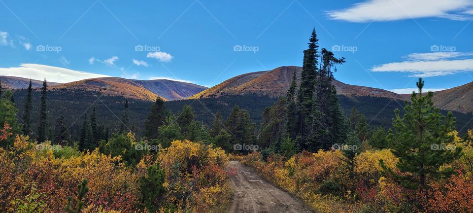 Sun-kissed fall mountainside