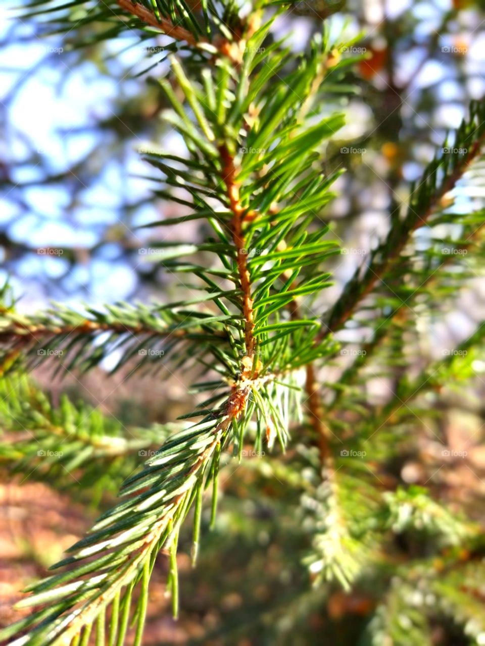 An unusual forest, a walk in the fresh air, a Christmas tree