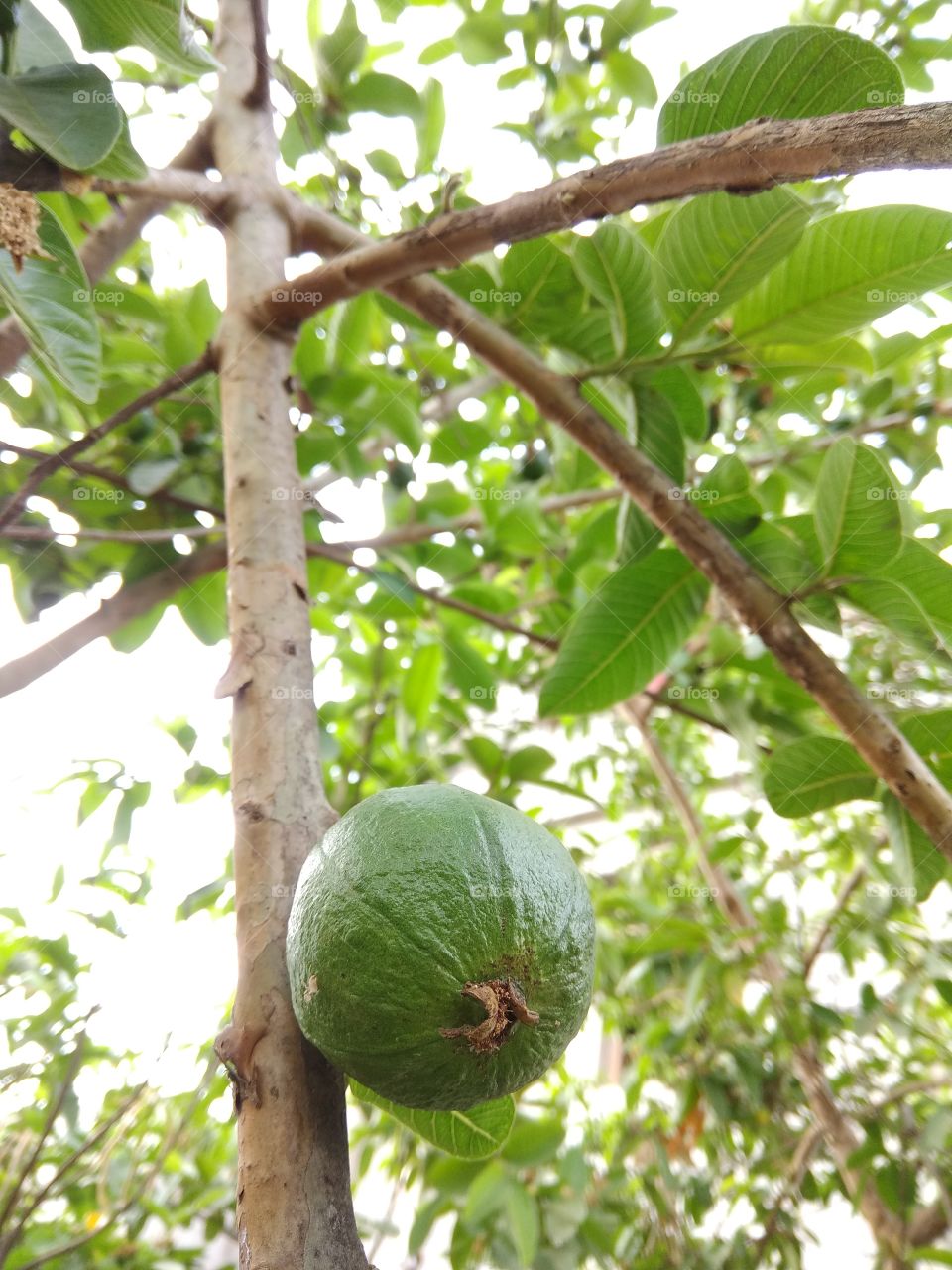 Close-up of guava fruit