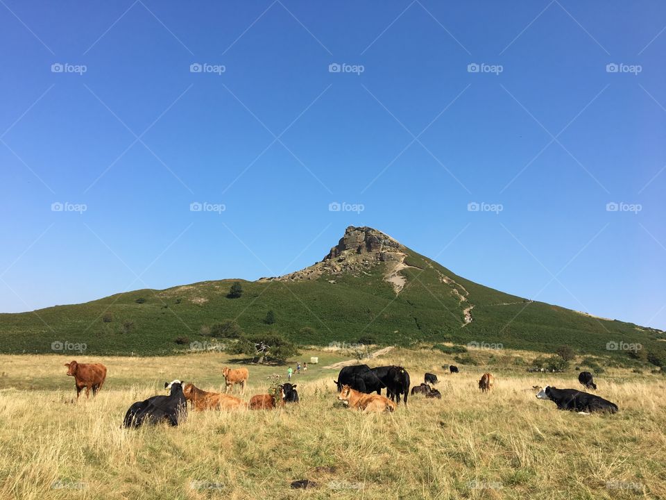 English countryside ... cows grazing 