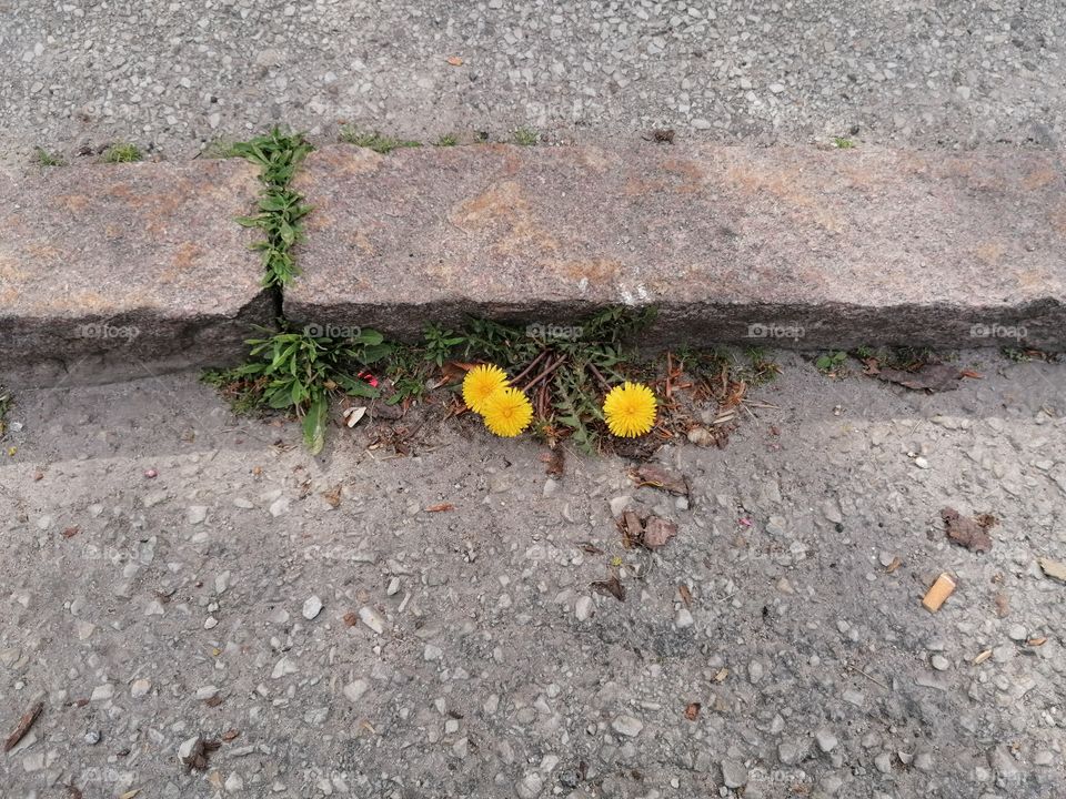 life triumphs over concrete and asphalt