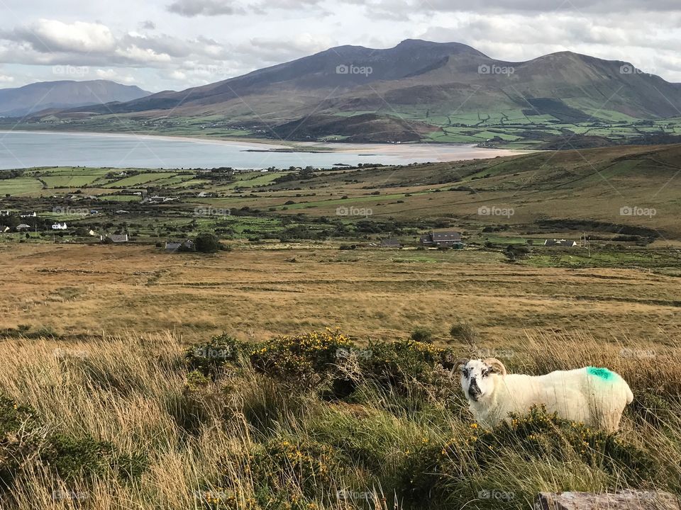 Sheep with a view.