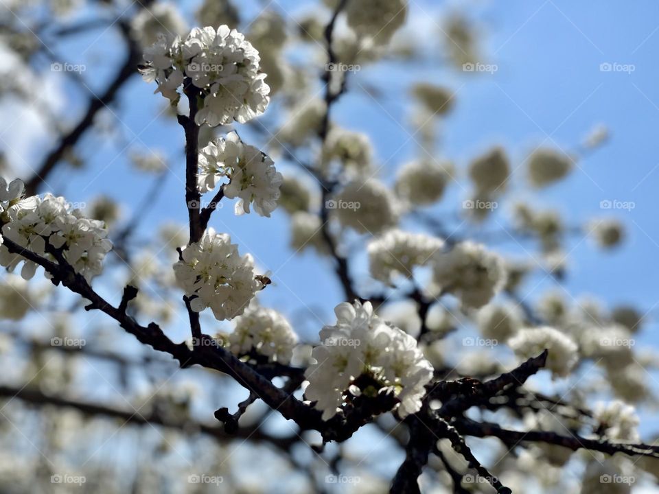 blooming plum blossoms