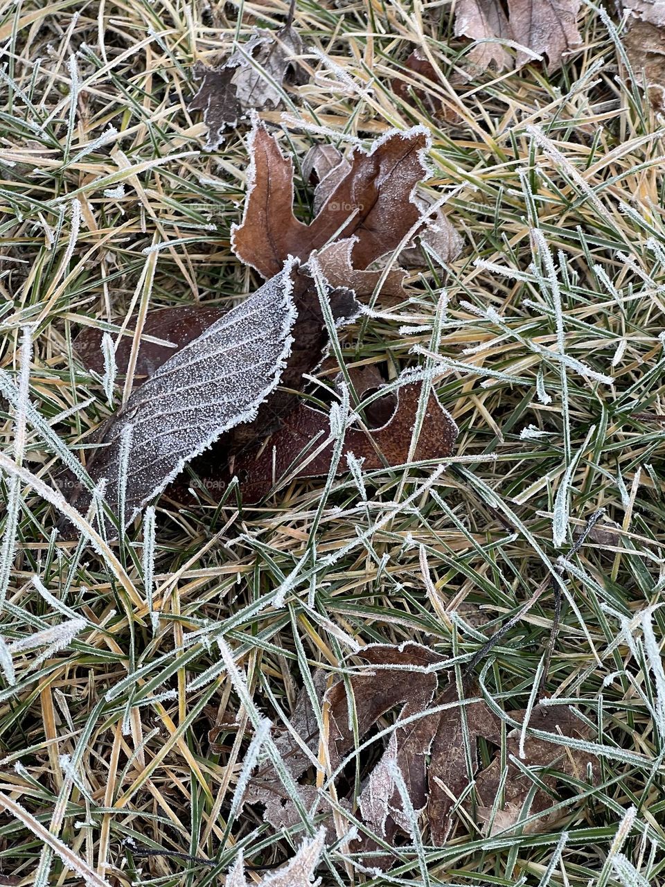 Frost covered leaves and grass