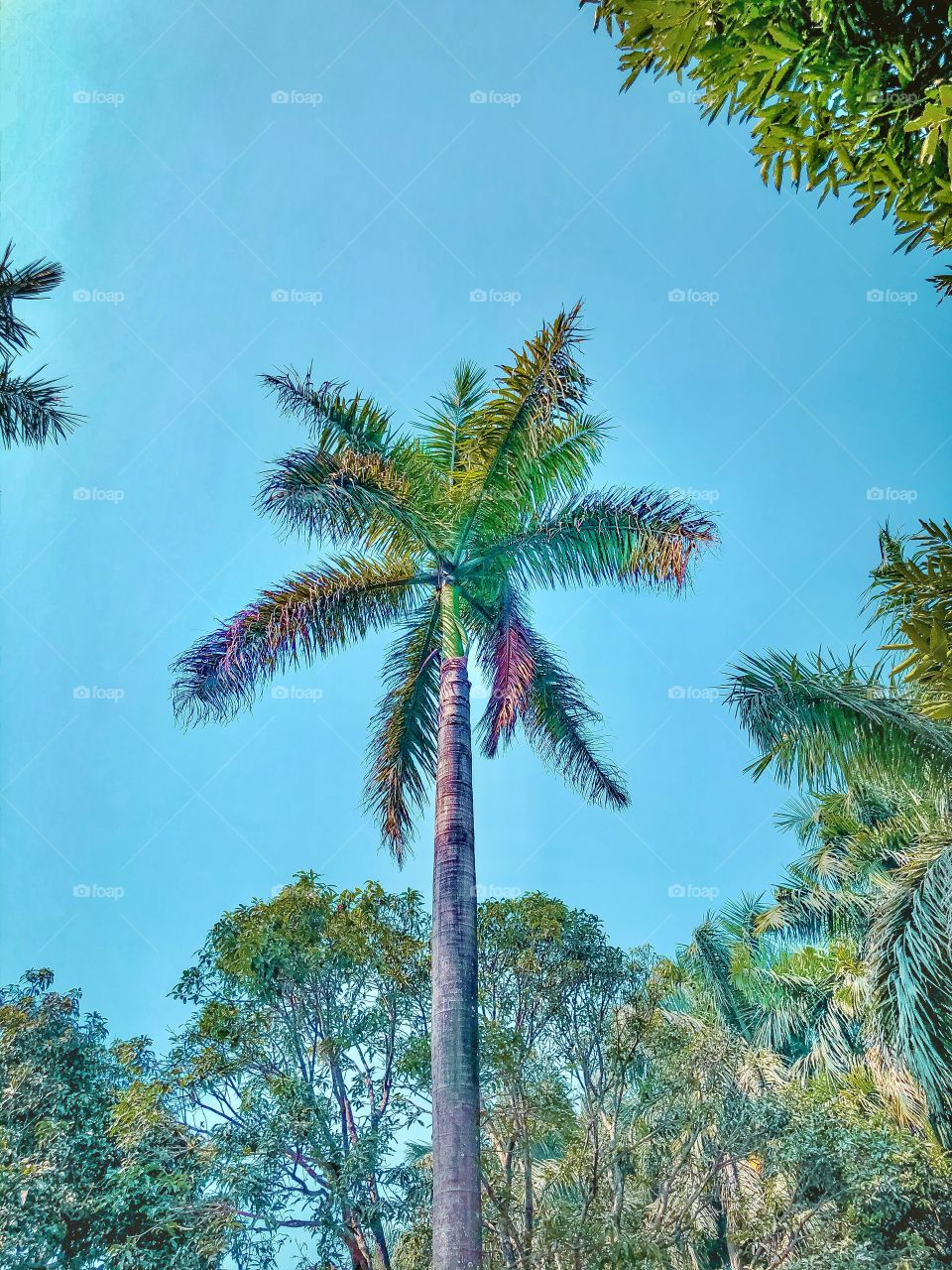 Shot on iphone 🌴