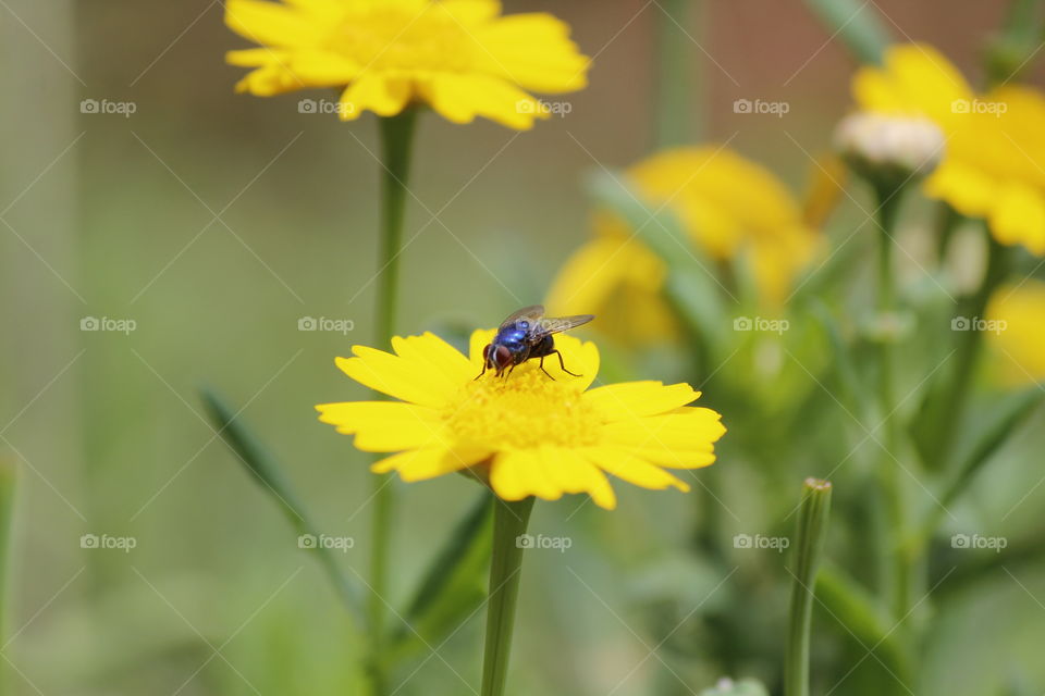 fly blue , yellow sun flower, sunny , garden