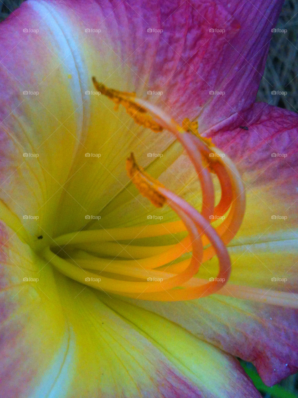 Pink and Yellow Daylily