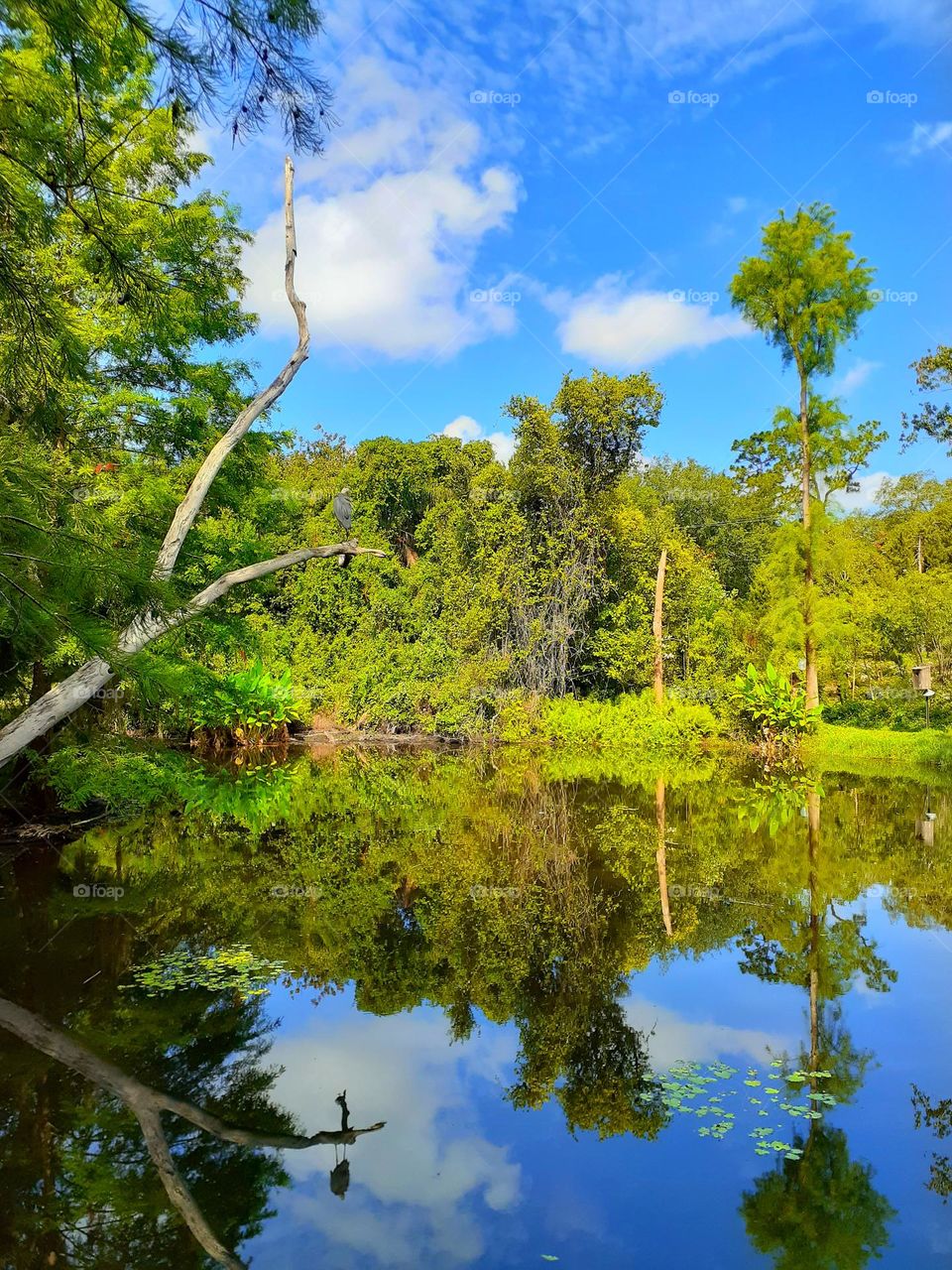 Beautiful landscape photo with blue skies and green trees. You can also see the reflection of the trees in the water. Alice's Pond is located at Mead Botanical Garden in Winter Park, Florida.