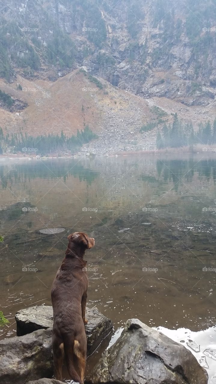 Mountain Lake reflection with dog