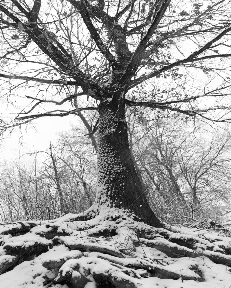 Oak tree covered with snow during winter. Slovakia