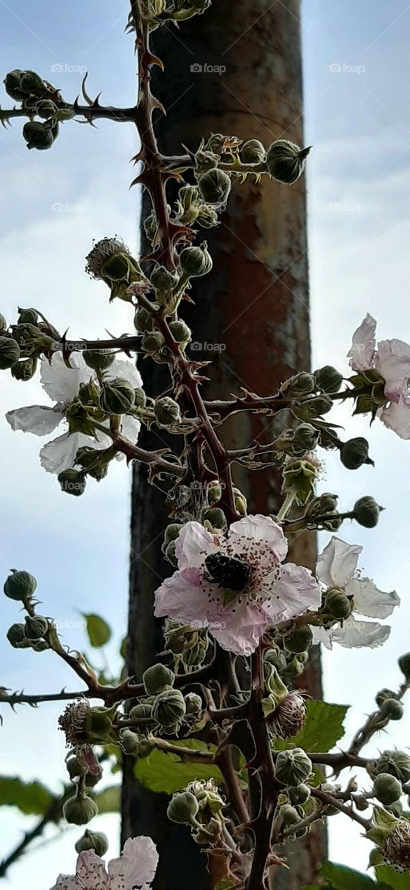 bramble flowers and light pole