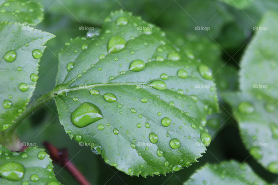 Bright green spring leaves after a rain 