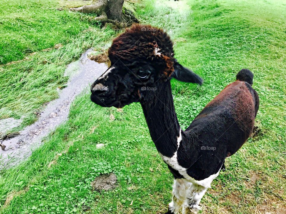 Summertime pets, Alpaca