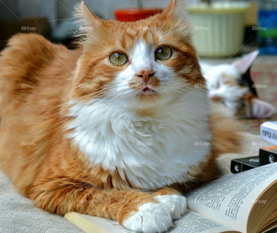 ginger cat funny portrait with book, sleeping home