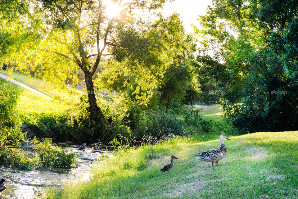 Two ducks on grass