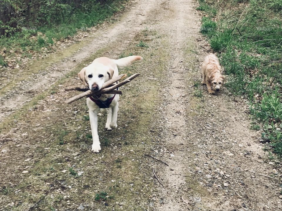 Dogs and sticks