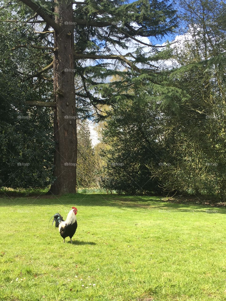 Rooster alone in the gardens