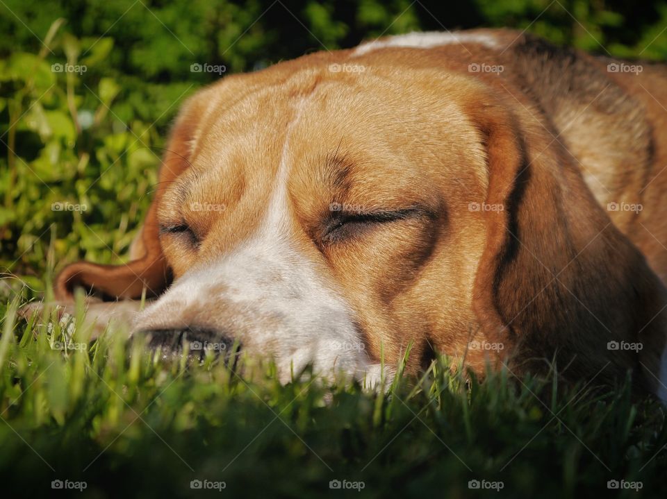 Sleeping dog