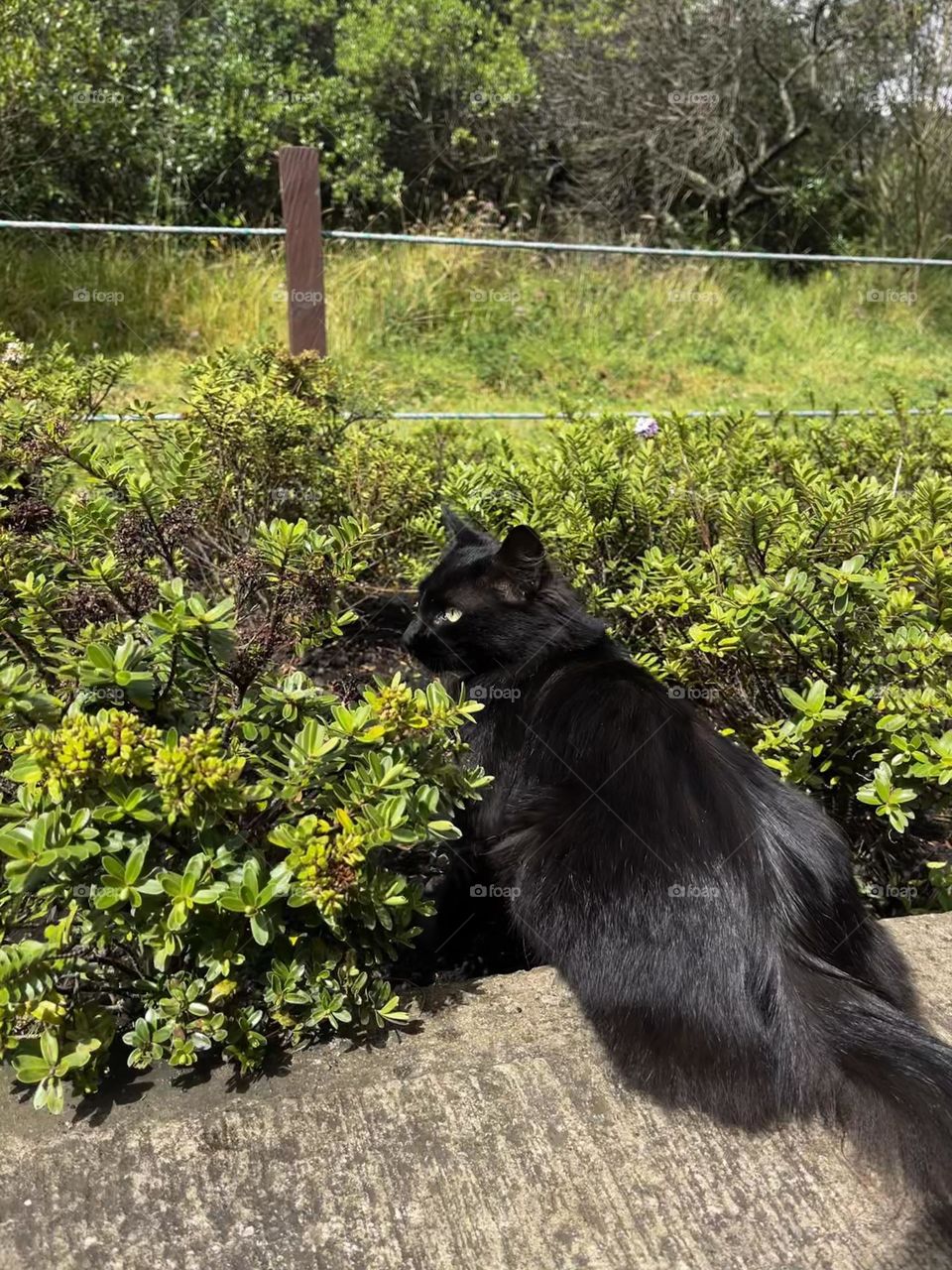 Glimmers the moment you see a wonderful cat in the middle of the mountain 
