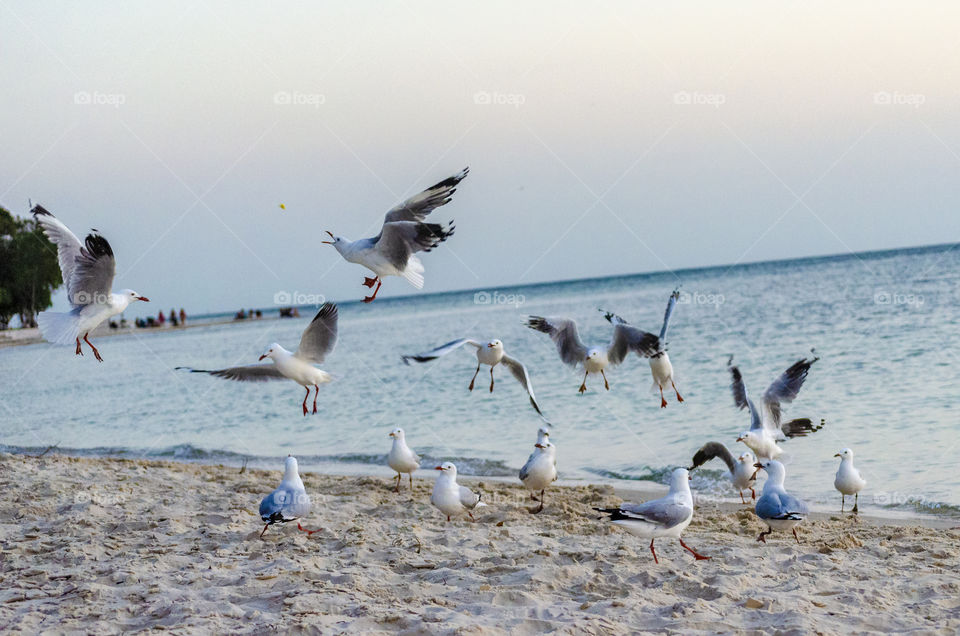 Seagulls chasing a chip
