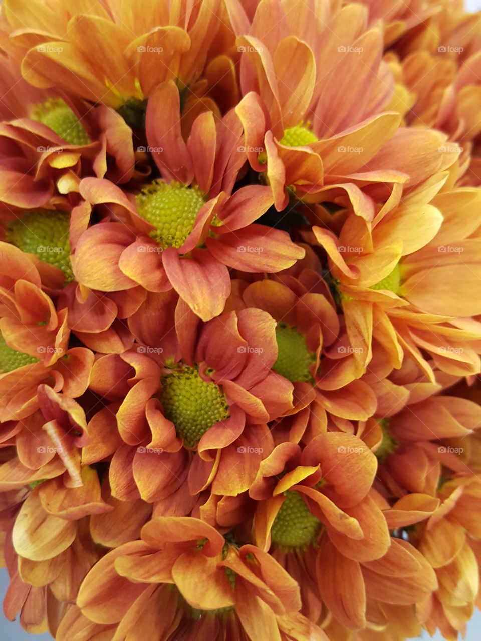 orange flowers