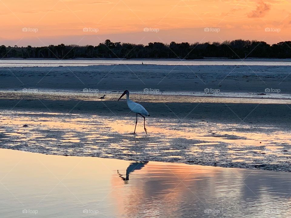 Egret at sunset