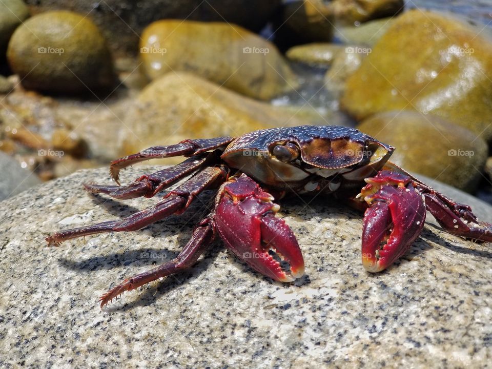 Red Crab