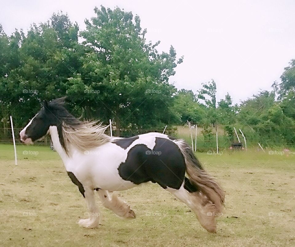 Galloping Pony