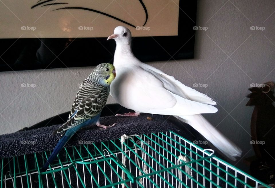 Dove and Parakeet Together