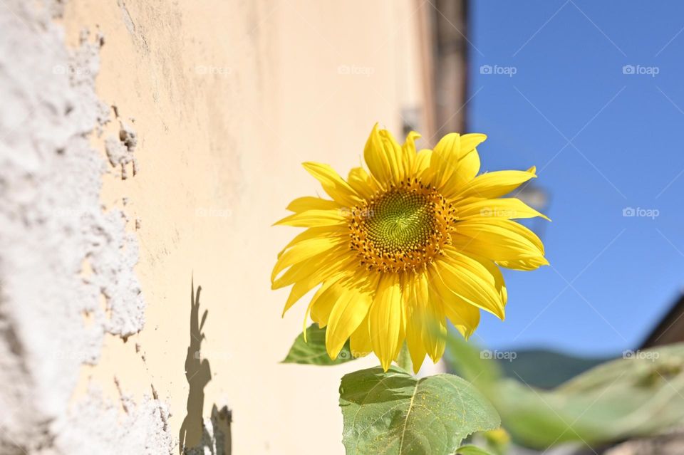 perfect sunflower