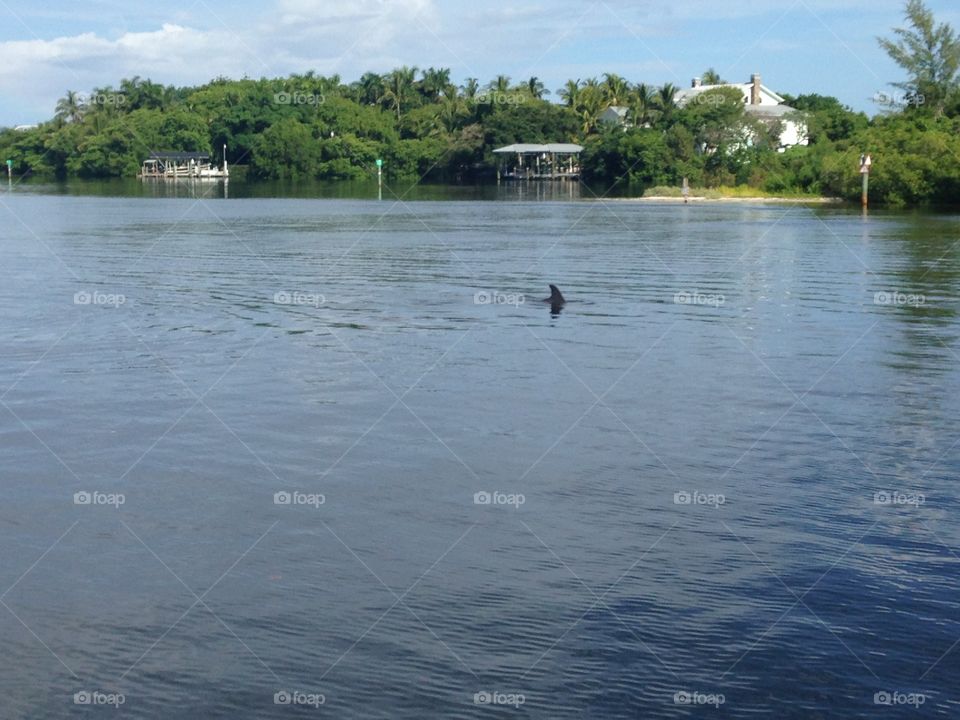 Dolphin fin sticking out of the water in the bay