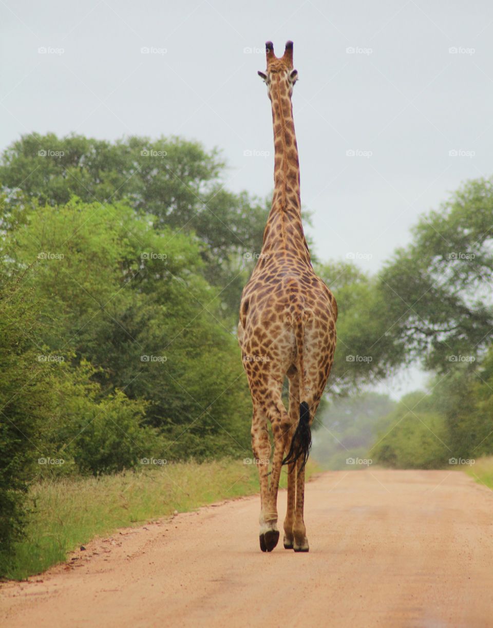 Giraffe in Kruger park South Africa 