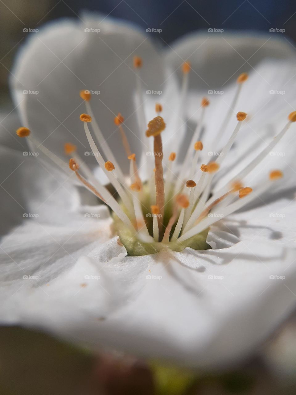 macro photo of white concrete cherry blossoms in spring in the garden