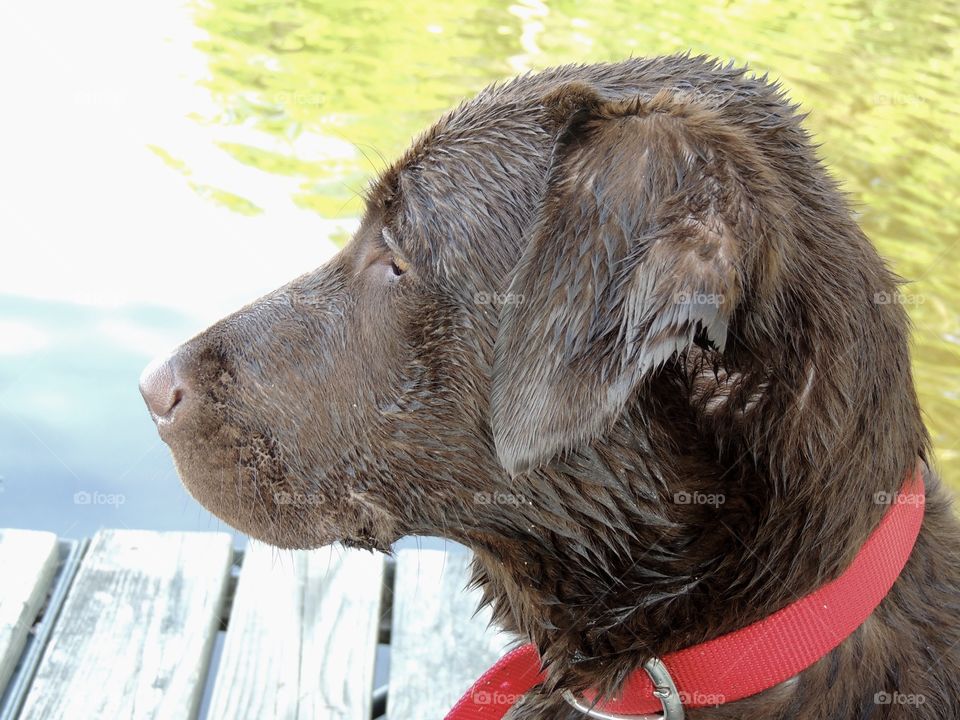 Chocolate lab on a dock looking out over the lake