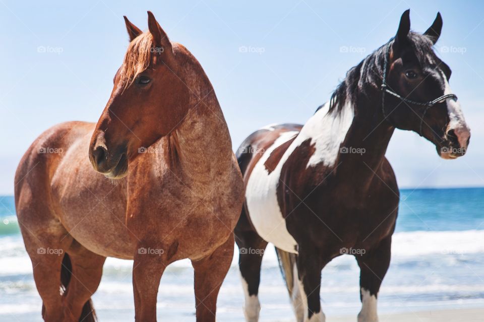 High angle view of horses