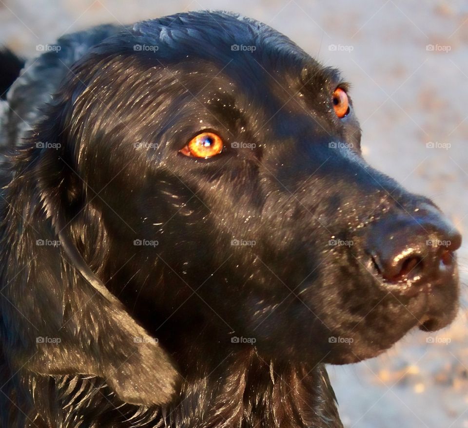 Orange eyed retriever 