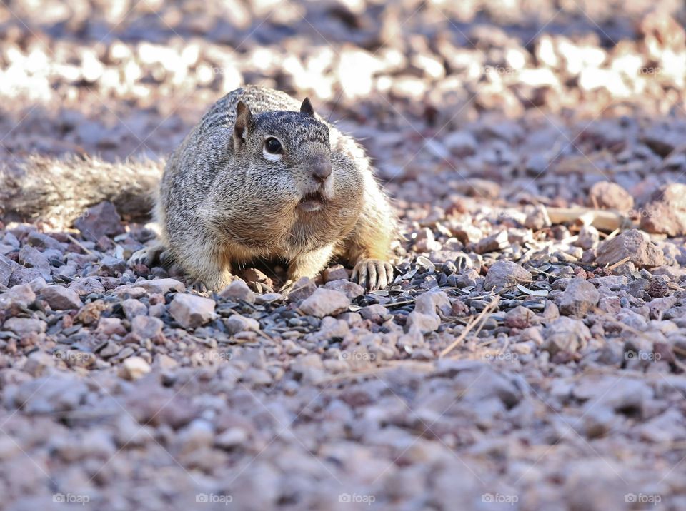 Chubby cheeks squirrel