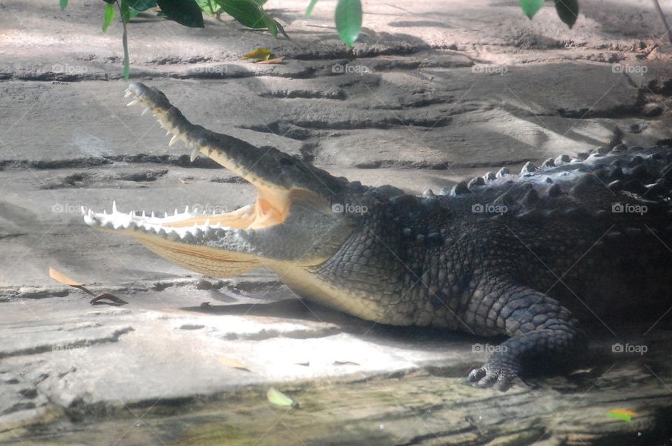 Open wide croc 