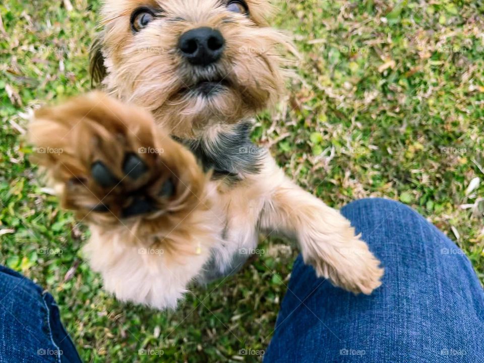 Reaching yorkie