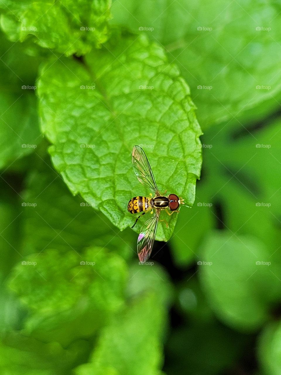 a mosquito perched on the mint