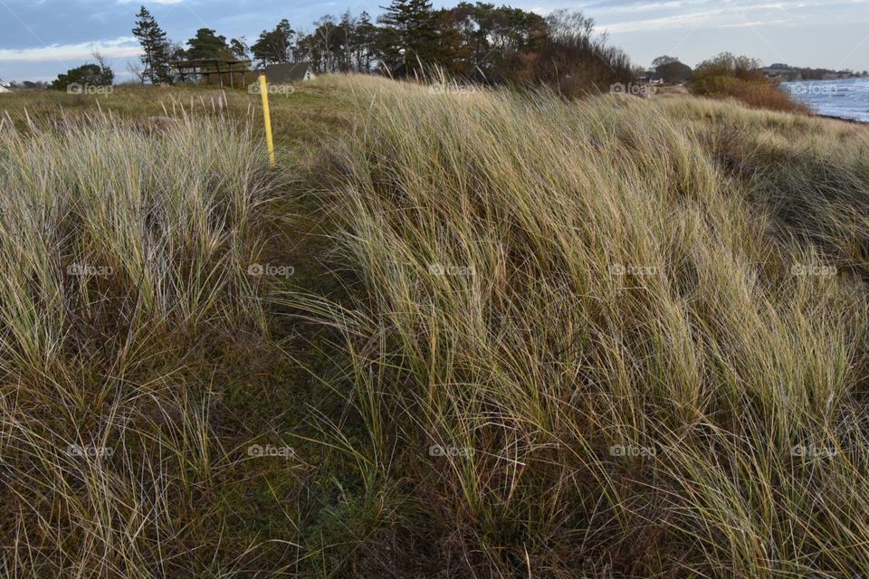 Landscape, No Person, Grass, Nature, Field