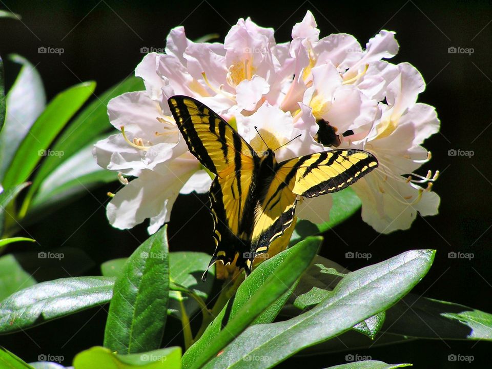 Butterfly on the flower