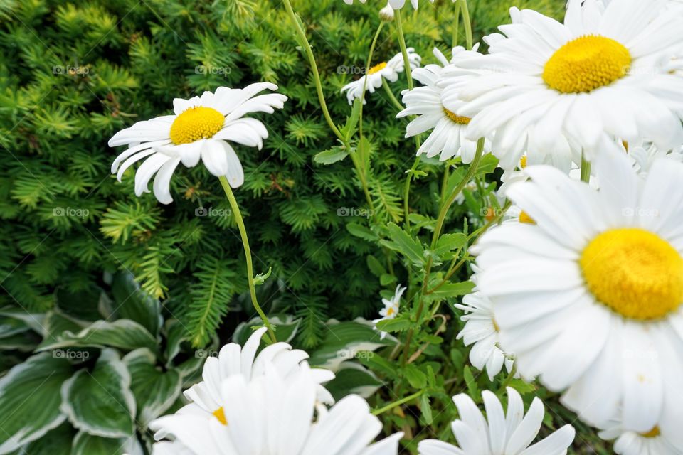 Daisies