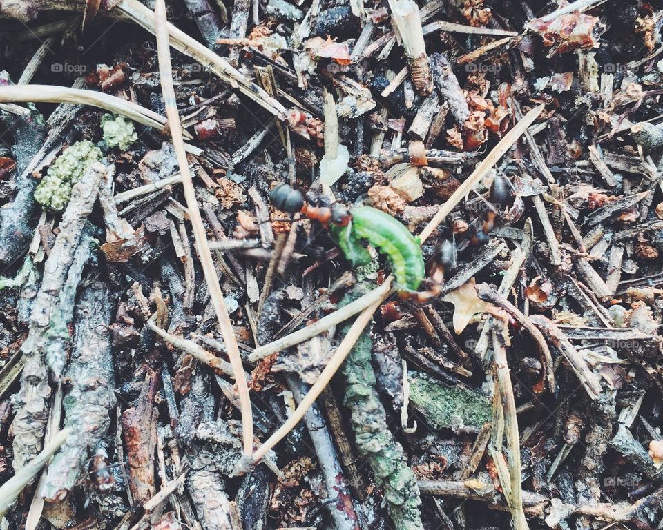 Nature, Leaf, Environment, Compost, Tree