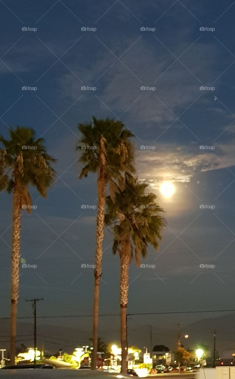 palm trees by the moon